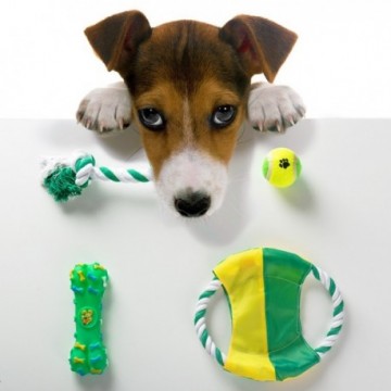 Jouets pour Chiens