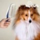 Brosse Ionique pour Animaux de Compagnie My Pet Groom