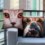 Coussin Chiens et Chats
